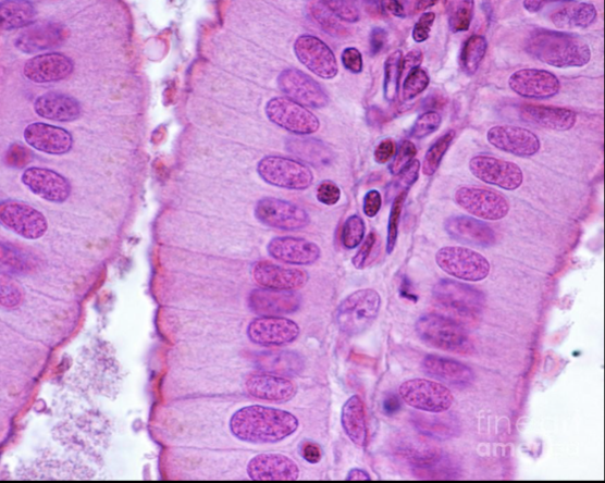 <p>what type of tissue is this</p>