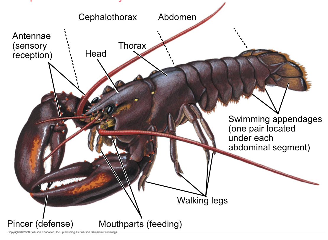 <p>Arthropoda</p>