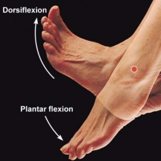 <p>Plantar flexion</p>