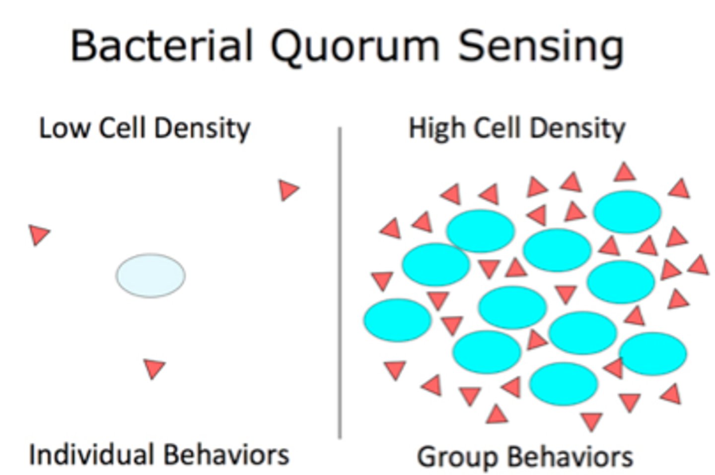 <p>when cells in a biofilm coordinate activities by communicating w/ chem. signals until a quorum is reached</p>