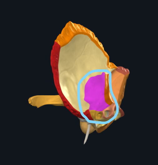<p>What is the circled area of the temporal bone called</p>