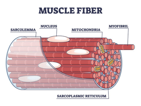 <p>What are the long fibers of contractile filaments in myofibers?</p>