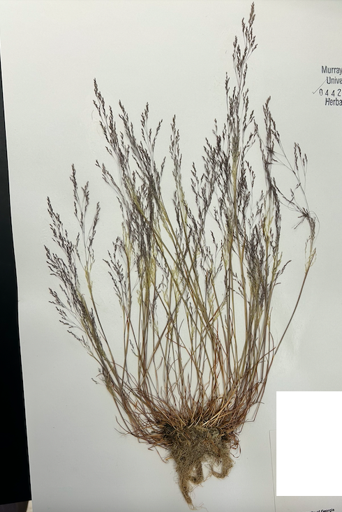 <p><span style="background-color: transparent;"><span>Order? Family?</span></span></p>