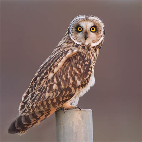 **Tiny head, dark eye marks.** Males and females similar.