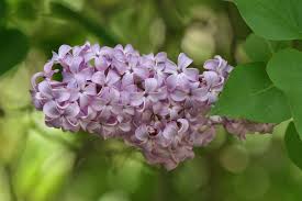 <p>What is this plant?</p>