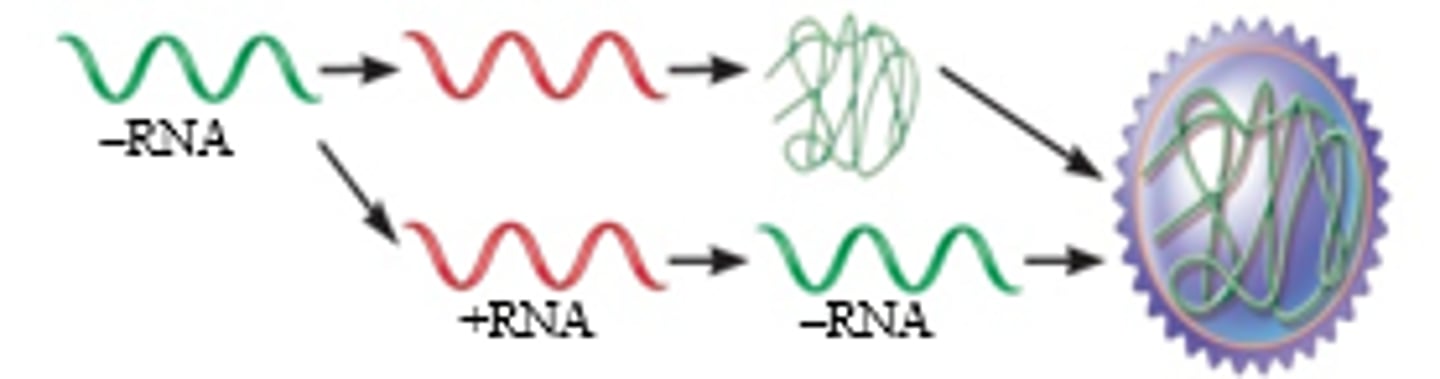 <p>single stranded (DNA or RNA) virus whose genetic code is the complement of the coding strand, not directly encoding proteins</p>