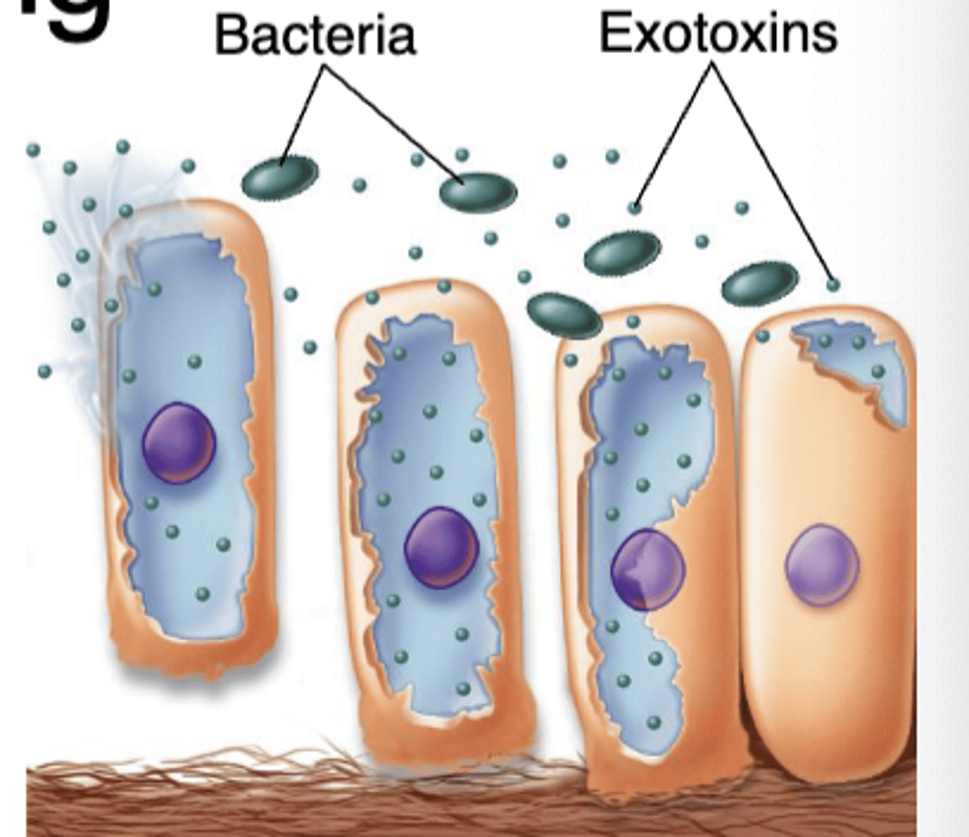 <p>Endotoxin and Exotoxin</p>