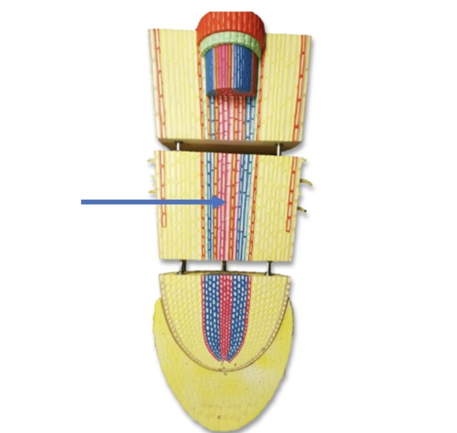 <p><span>Identify the part of root labeled with the arrow.</span></p>