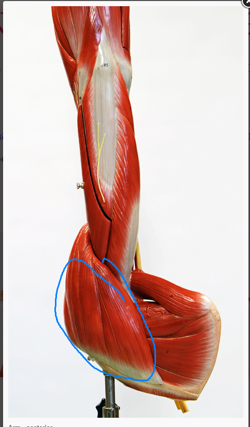 <p>What is the muscle circled&nbsp;</p>