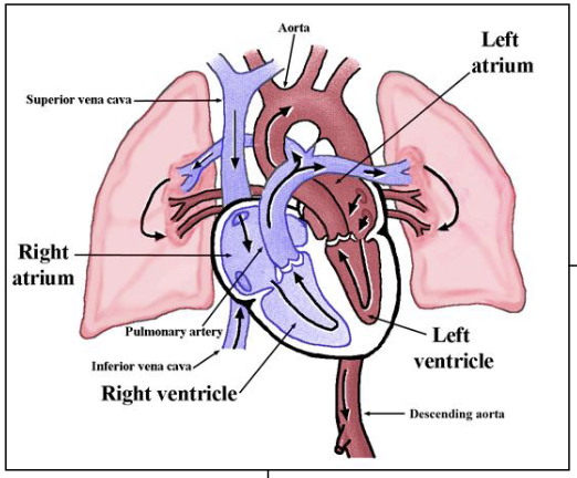 <p>"</p><ul><li><p>Deoxygenated blood via pulmonary artery to the lungs.</p></li><li><p>Re-oxygenated blood from pulmonary vein to body via aorta.</p></li></ul><p></p>