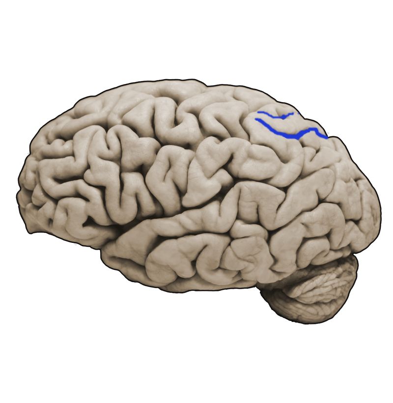 <p>What structure is this and what is the function?</p>