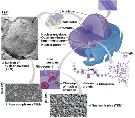 <p>Nucleus</p>