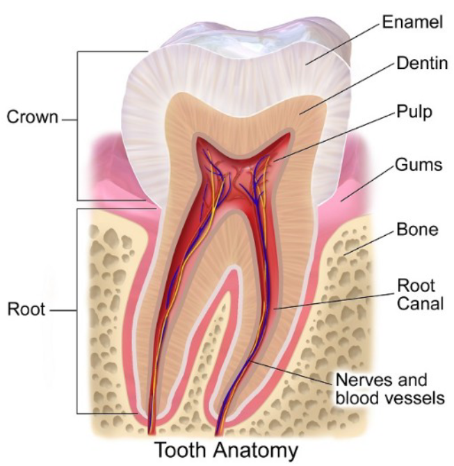 <ul><li><p><span><span>Enamel (or enamel-like)</span></span><br><span><span>outer layer</span></span></p></li><li><p><span><span>Dentin</span></span></p></li><li><p><span><span>Pulp</span></span></p></li></ul><p></p>