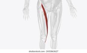 <p>name this muscle, origin and insertion</p>