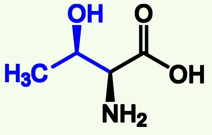 <p>Thr (T)</p><p>Polar</p><p>Hydroxyl group (OH)</p><p>Capable of Phosphorylation</p>