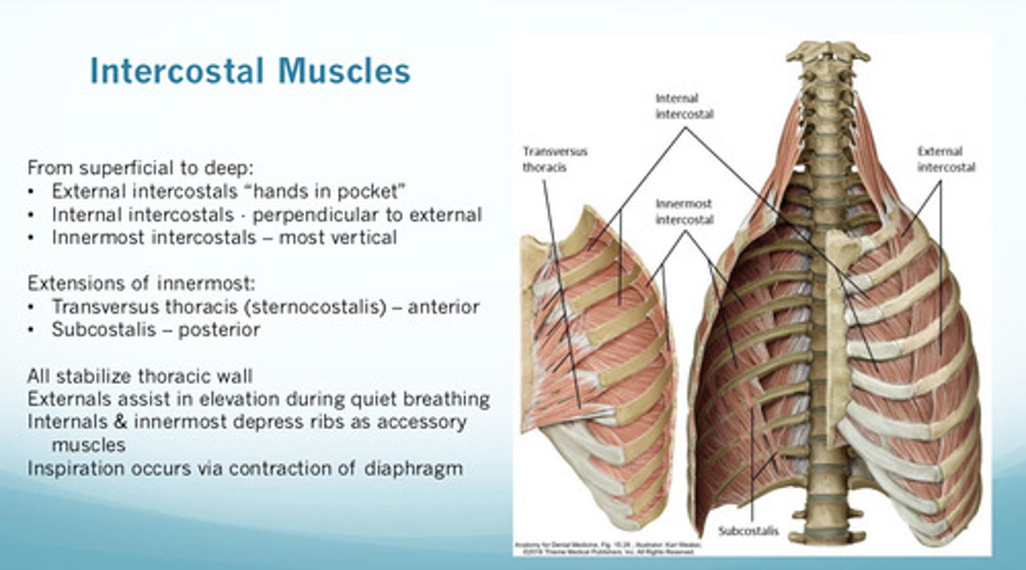 <p>1) all stabilize the thoracic wall</p><p>2) external intercostals assist in elevation during quiet breathing</p><p>3) internal intercostals and innermost intercostals depress the ribs as accessory muscles of exhalation</p>