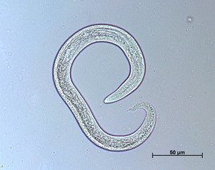 <p>Aelurostrongylus abstrusus</p>