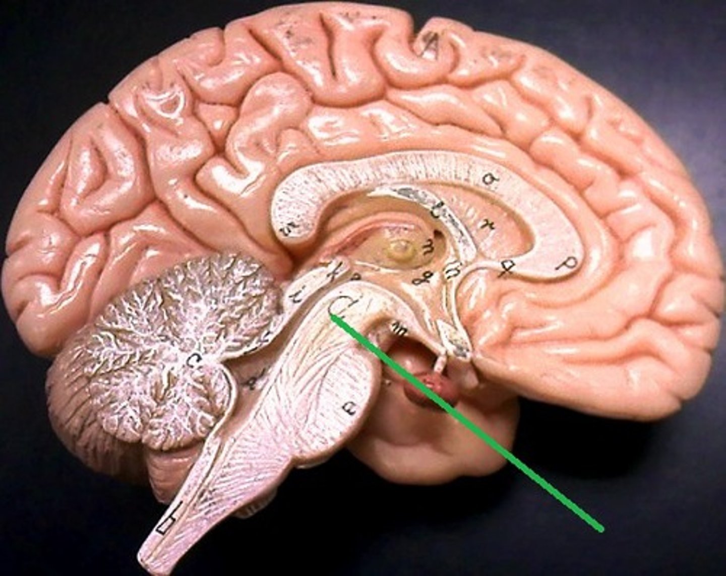 <p>contiuous with corona radiata and internal capsule</p>