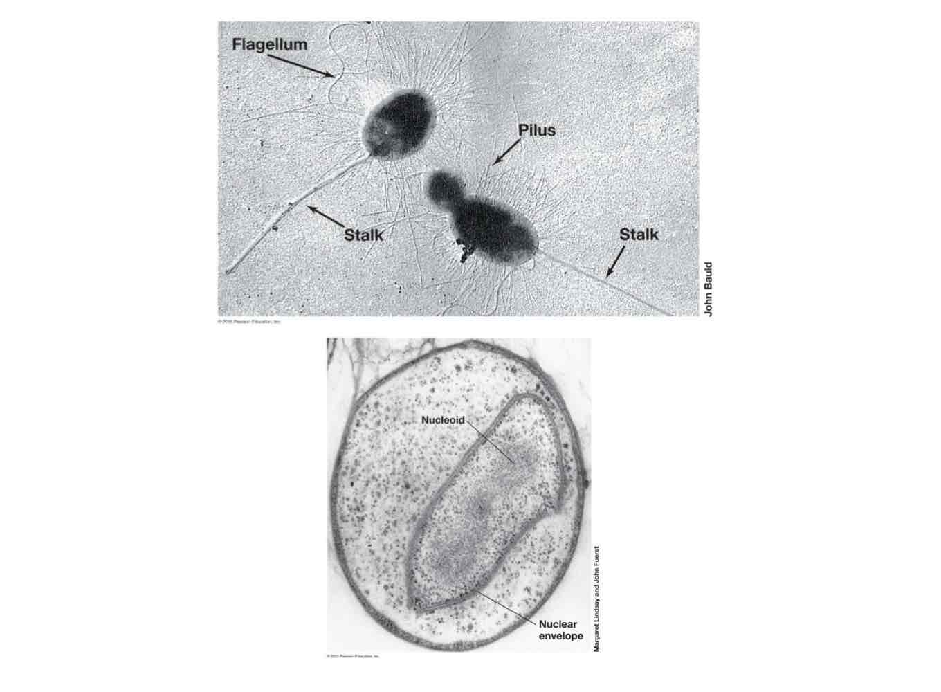 <ul><li><p>Gram negative but don’t have peptidoglycan.</p></li><li><p>Reproduce via the reproductive strategy budding, creating daughter cells.</p></li><li><p>Appendaged with a protein “stalk” used for attachment.</p></li><li><p>Some have membrane-bound compartments inside the cell.</p></li></ul>