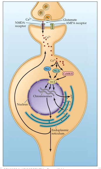 •Kinases activate **CREB**—cAMP responsive element-binding protein.

•CREB binds to DNA promoter regions

•Strong stimulation of a postsynaptic cell causes release of a **retrograde messenger**

Travels across the synapse and alters function in the presynaptic neuron 