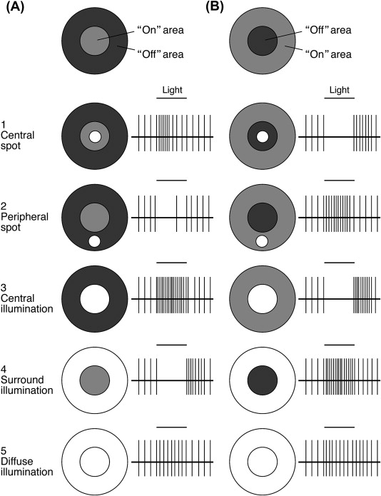 <p>Center partially illuminated - NO response </p><p>Center fully illuminated - NO response</p><p>Surrounding partially illuminated - Some response</p><p>Surrounding fully illuminated - LARGEST response</p><p>Everything illuminated - Base line activity</p>