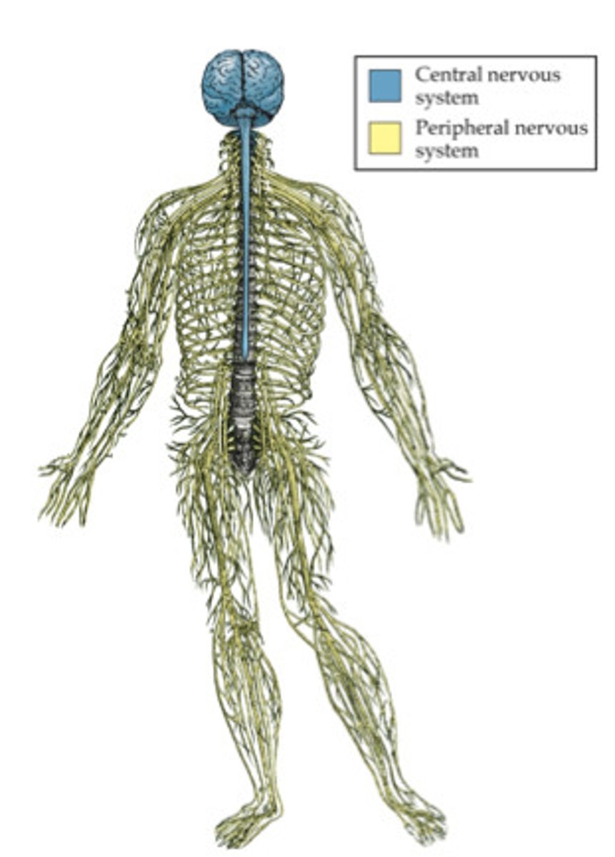 <p>Consists of all the rest; it is composed of nerves outside of the dorsal body cavity</p>