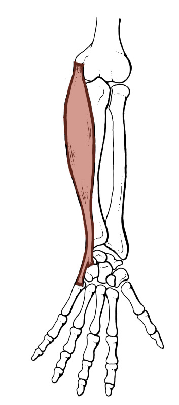 <p>Origin: <span>Common flexor tendon &amp; (Ulnar head) from medial border of olecranon &amp; upper 2/3 of the posterior border of the Ulna</span></p><p>Insertion: <span>Pisiform, hook of Hamate, and base of 5th Metacarpal</span></p><p>Action: <span>flexes wrist, adducts hand</span></p>