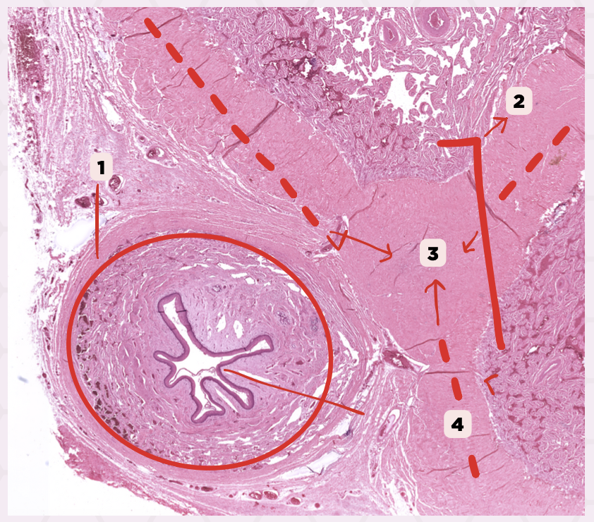 <p>Identify the structure labeled as 2.</p>