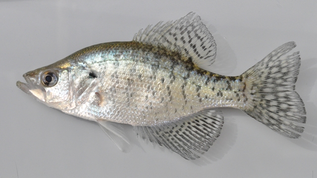 <p>White crappie</p>