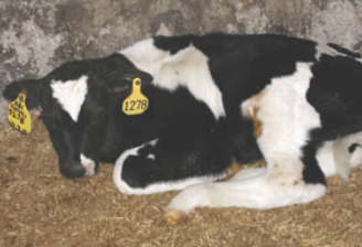 <p>organism is maintained in cattle as a chronic persistent infection that is efficiently passed on to the fetus during pregnancy</p><p>once infected, animals are infected for life</p>