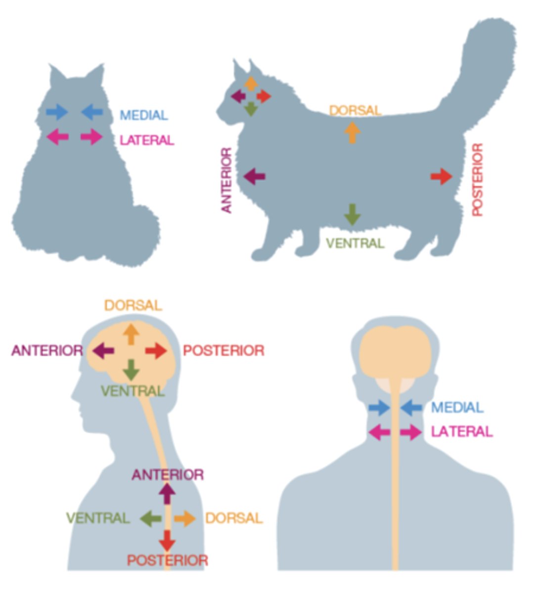 <p>are described in relation to the orientation of the spinal cord</p>