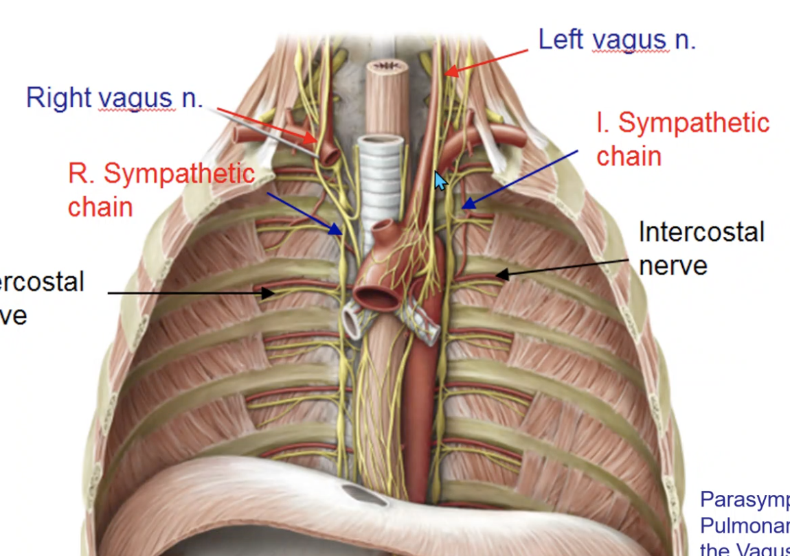 <p>vagus n.</p>
