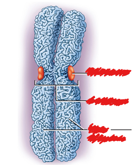 <p>what is the orange thing in the middle?</p>