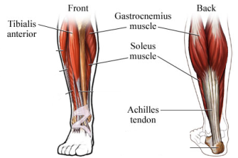 <p>Tibialis </p>