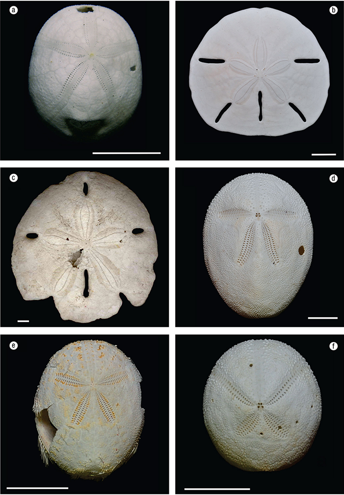 <p>Globosa o DEPRIMIDA, cubierta de ESPINAS cortas</p>