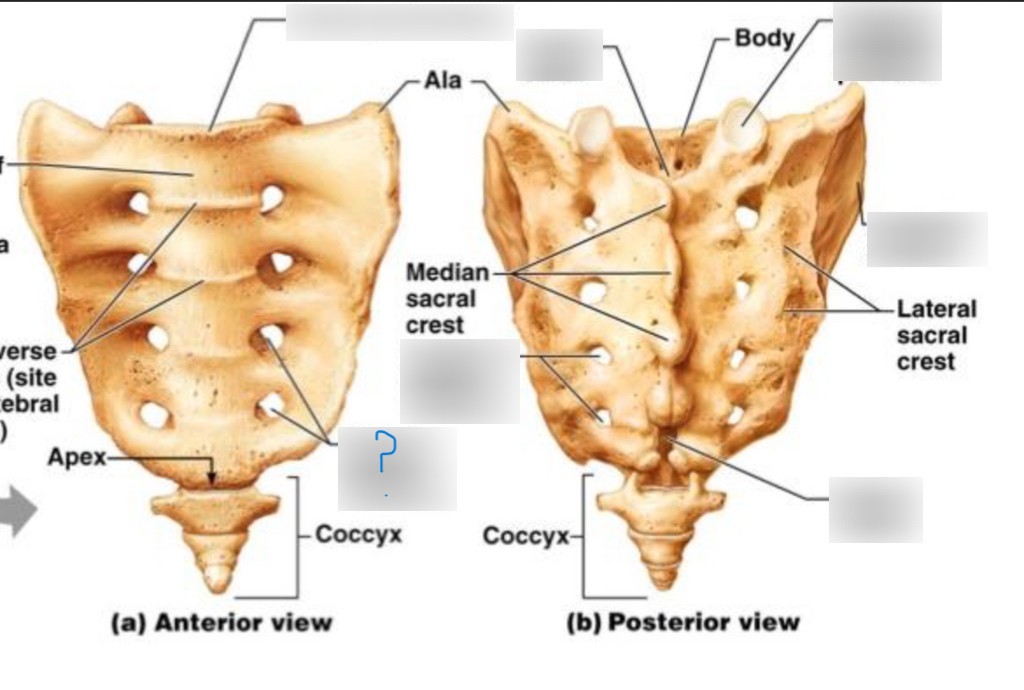<p>which part of sacrum?</p>