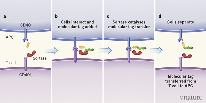 <p>Protein-Protein interactions, or cell to cell interactions</p>