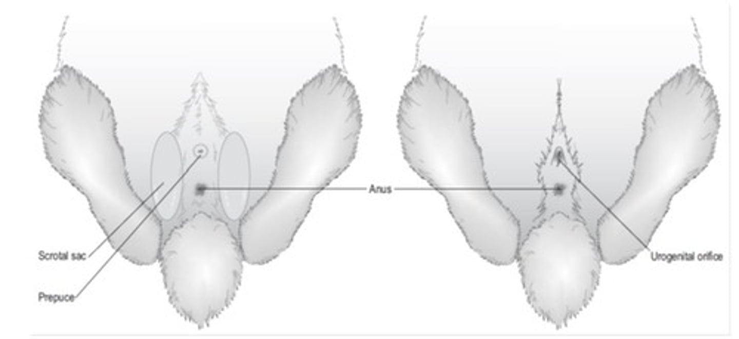 <p>How to sex a rabbit?</p>
