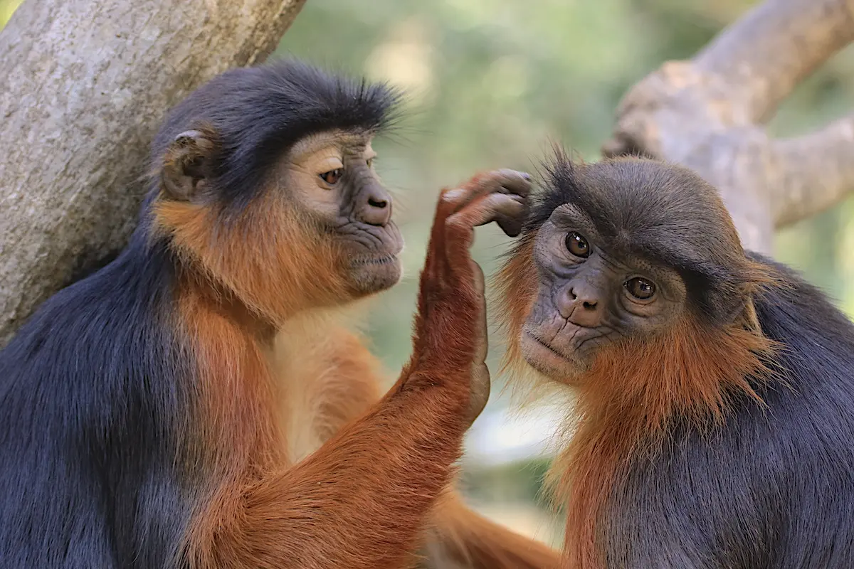 <p>Red colobus monkey</p>