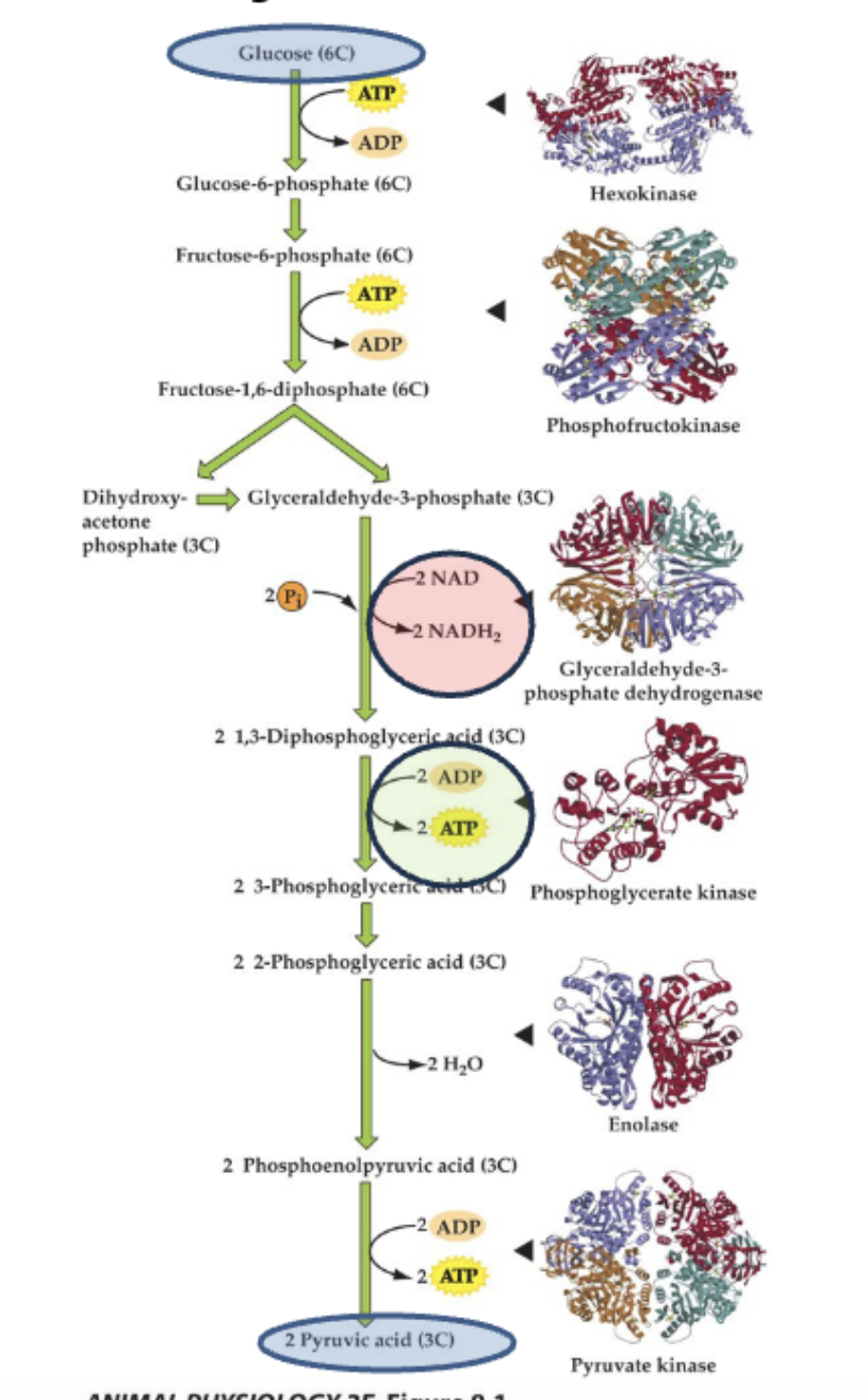 <ul><li><p>happens in cytosol of cell</p></li><li><p>1 molecule glucose → 2x pyruvic acid</p></li><li><p>2 molecules NAD reduced (redox rxn)</p></li><li><p>2 ATP used, 4 formed</p><ul><li><p><strong>net= 2 ATP </strong>(+ 2NADH2)</p></li></ul></li></ul><p></p><ul><li><p>6 enzymes involved:</p><ul><li><p><strong>hexokinase</strong></p><ul><li><p>glucose (6C)→ glucose-6-phosphate (6C)</p></li><li><p>adds phosphate groups </p></li><li><p>irreversible</p></li><li><p>uses ATP</p></li></ul></li><li><p><strong>phosphofructokinase (PFK)</strong></p><ul><li><p>fructose-6-phosphate (6C) → fructose-1,6-diphosphate (6C)</p></li><li><p>rate limiting enzyme (relies on amt of substrate)</p></li><li><p>requires ATP</p></li></ul></li><li><p><strong>glyceraldehyde-3-phosphate dehydrogenase </strong></p><ul><li><p> x2 glyceraldehyde-3-phosphate (3C) → x2 1,3-diphosphoglyceric acid (3C)</p></li><li><p>helps important redox rxn: 2 NAD+ → 2 NADH2</p><ul><li><p>NAD+ gains e- (gets reduced)</p></li><li><p>G3P loses e- (is oxidized)</p></li></ul></li></ul></li><li><p><strong>phosphoglycerate kinase</strong></p><ul><li><p>x2 1,3-diphosphoglyceric acid (3C) → x2 3-phosphoglyceric acid (3C)</p></li><li><p>2 ATP generated</p><ul><li><p>adds phosphate group to ADP</p></li></ul></li></ul></li><li><p><strong>enolase</strong></p><ul><li><p>x2 2-phosphoglyceric acid (3C) → x2 phosphoenolpyruvic acid (3C)</p></li><li><p>dehydration rxn, loss of H2O x2 (bc 2 molecules go through it)</p></li></ul></li><li><p><strong>pyruvate kinase </strong></p><ul><li><p>x2 phosphoenolpyruvic acid (3C) → x2 pyruvic acid (3C) </p></li><li><p>2 ATP generated </p><ul><li><p>adds phosphate group to ADP</p></li></ul></li></ul></li></ul></li></ul><p></p>