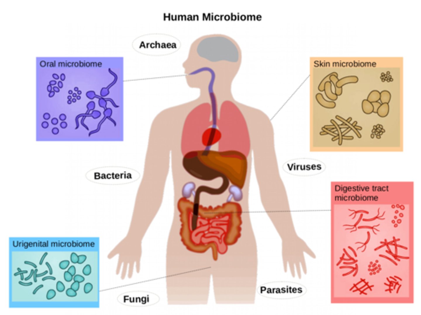 <p>the sum of all microbes (bacteria) found on and in a human</p><p>(skin, mucous membranes, URI, GI tract, urethra, genitalia, vagina, ear canal, external eye, lungs, urine, breast milk, amniotic fluid and fetus)</p>