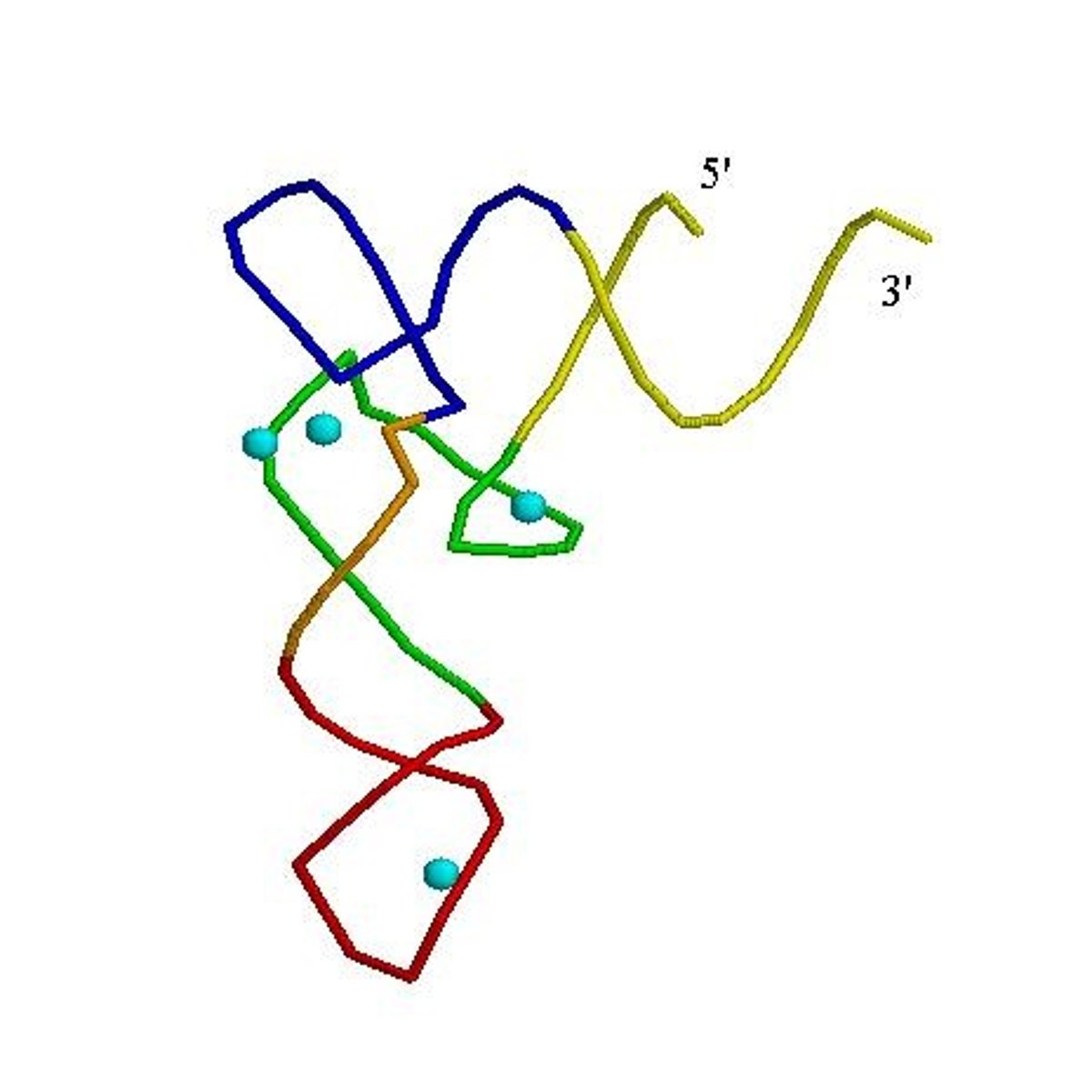 <p>Transfer RNA transporting amino acids to ribosomes.</p>