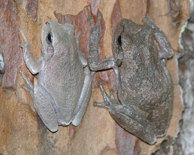 <p>pine woods treefrog other info</p>