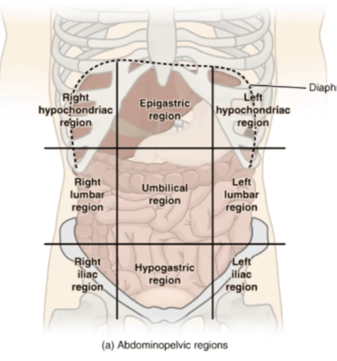 <p>Right hypochondriac, epigastric, left hypochondriac, right lumbar, umbilical, left lumbar, right iliac, hypogastric, left iliac</p>