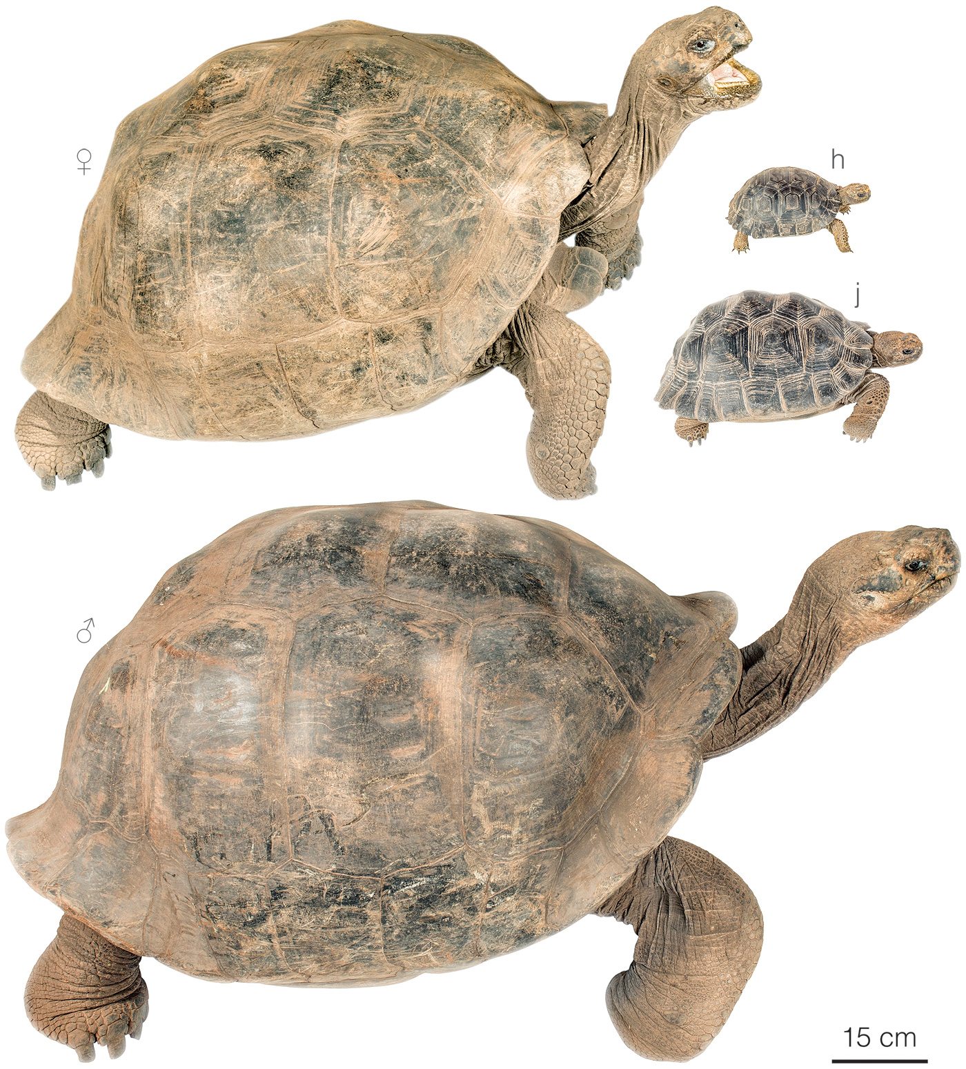 <p>Isabela (Volcan Cerro Azul Tortoise) </p>