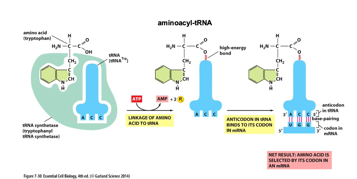 <p>Links an amino acid to tRNA and it has to be highly specific as this isn’t double checked at the ribosome</p>