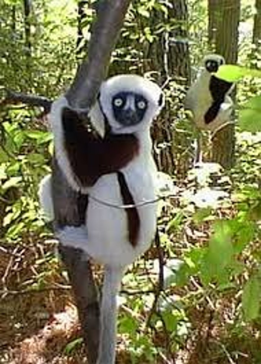 <p>CITES Appendix I</p><p>(suborder prosimians)- Sifaka</p>