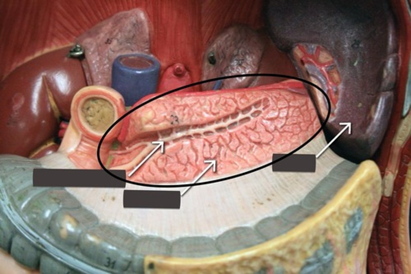 <p>Below stomach</p>