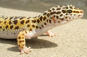<p>Eublepharis macularius</p><p>Small lizards (60-100g)</p><p>Insectivores</p><p>Terrestrial/dry environment - 22-33<sup>o</sup>C, UV-B exposure essential (vitamin D/calcium metabolism), UV-A (behaviour), hiding places w/ high humidity</p><p>Kept as single pet</p><p>Huge variation in colour/pattern</p><p>Lifespan 10-12y</p><p>Can shed their tails or skin when handled</p><p>Very delicate skin</p>