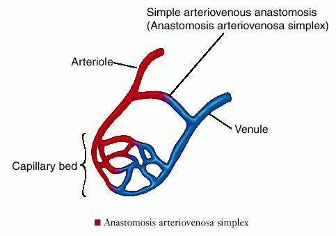 <p>A connecting channel (or communication) among blood vessels.</p>